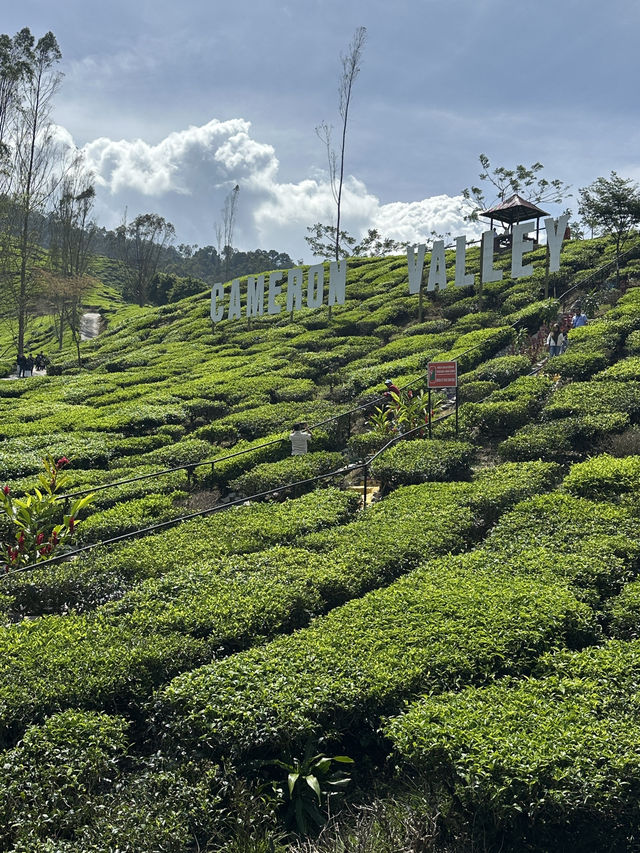 Cameron Highland Valley Tea