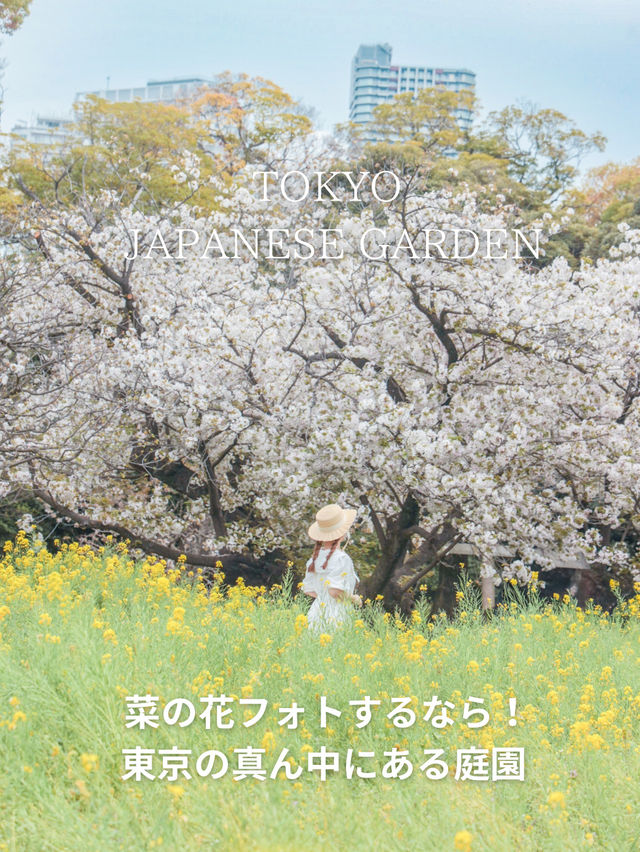 【東京庭園】菜の花スポットで写真を撮るならここ！電車で行けるすぐ撮れる◎徳川家ゆかりの地知ってる？