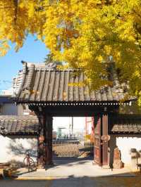 大阪難宗寺｜秋日限定的銀杏黃，美哭了！ 🍂✨
