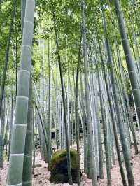 【神奈川県　鎌倉市の禅寺　報国寺で美しい苔の庭と竹林を歩みお抹茶を一服】 