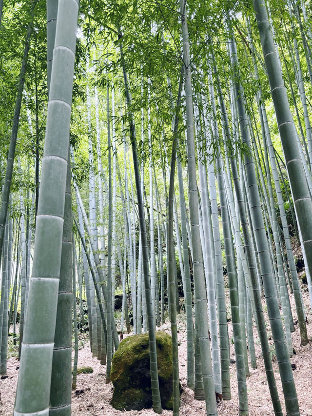 【神奈川県　鎌倉市の禅寺　報国寺で美しい苔の庭と竹林を歩みお抹茶を一服】 