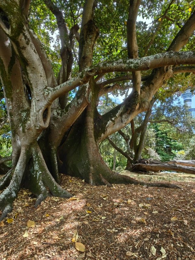 林木茂密古樹參天打卡的Albert Park