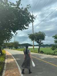 진도