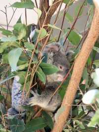 在Lone Pine Koala Sanctuary與可愛動物相遇 🐨💚
