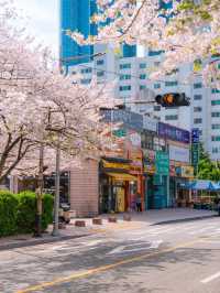 마린시티와 벚꽃을 나란히! 부산 해운대 벚꽃🌸💗