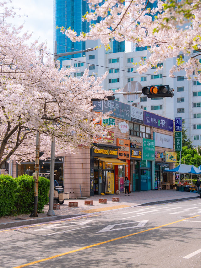 마린시티와 벚꽃을 나란히! 부산 해운대 벚꽃🌸💗
