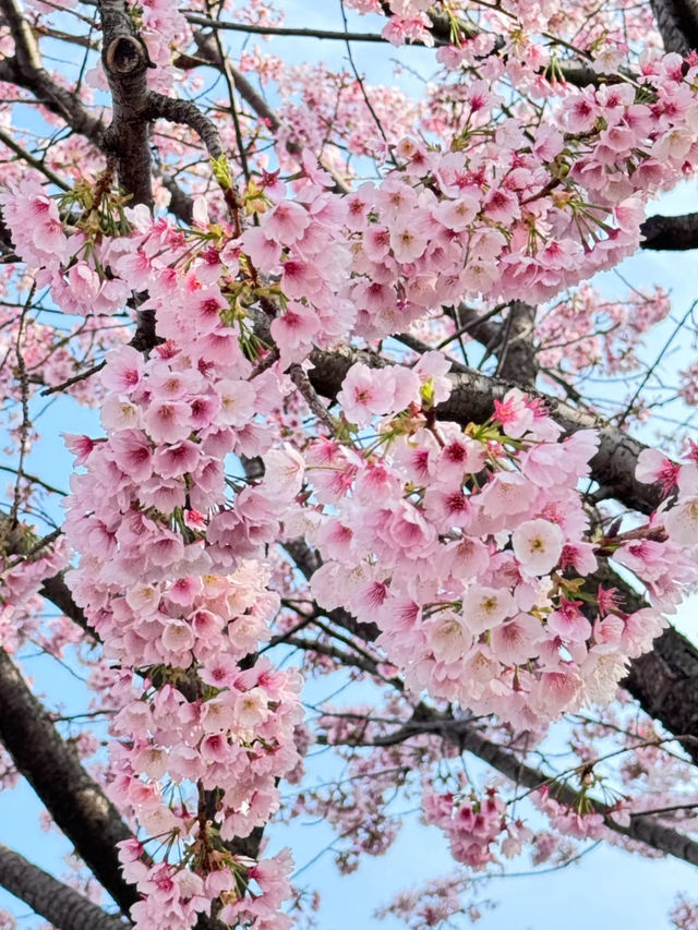 春日絢爛：東京櫻花季的夢幻之旅