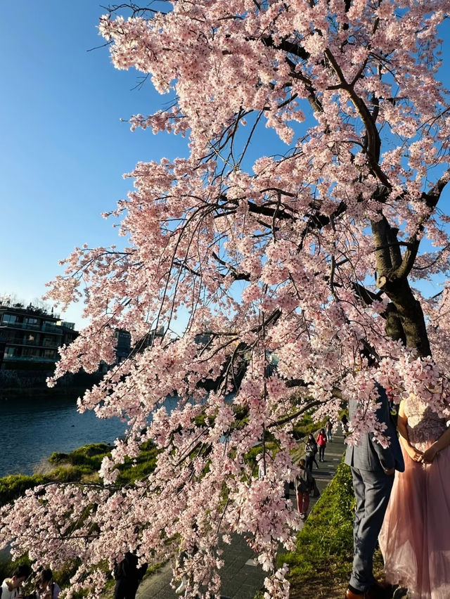 京都鴨川櫻花：古都春日的靜謐之美