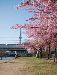 東京河津櫻賞櫻指南 🌸 舊中川櫻花盛開中！