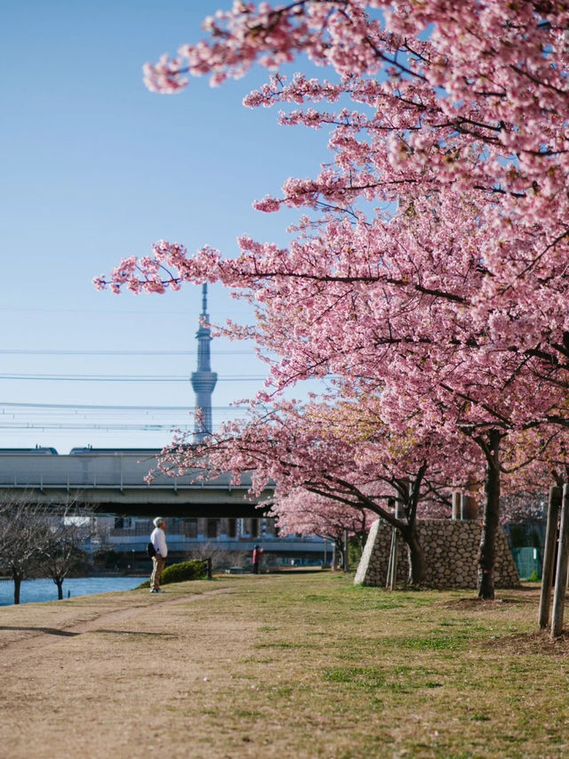 東京河津櫻賞櫻指南 🌸 舊中川櫻花盛開中！