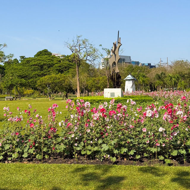 สวนดอกไม้ฮอลลี่ฮ็อค ที่สวยและปังที่สุดในขณะนี้🌸🍃
