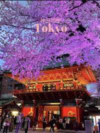 【東京×神田明神の桜】  