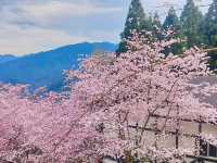 山上人家櫻花美景