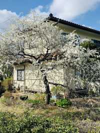 Hanamiyama Park ซากุระเต็มเขา เที่ยวฟุกุชิมะต้องมา