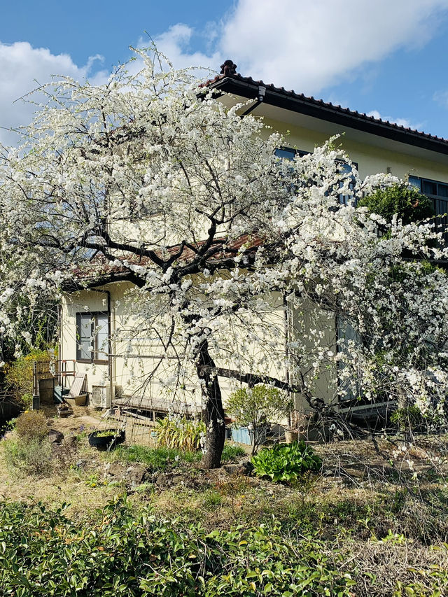 Hanamiyama Park ซากุระเต็มเขา เที่ยวฟุกุชิมะต้องมา