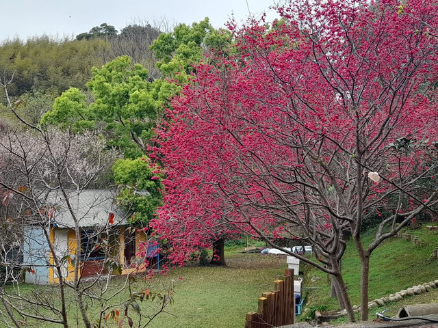 橘祥合院《古典三合院 櫻花盛開滿山紅》
