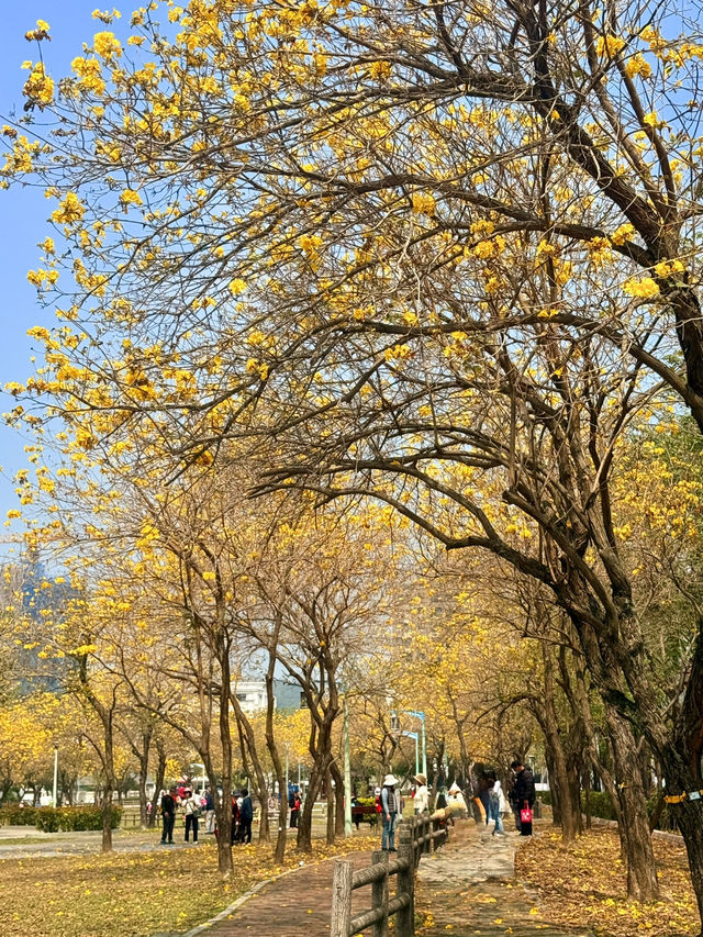 台中｜灑滿天際的金黃 台中廍子公園黃花風鈴木滿開