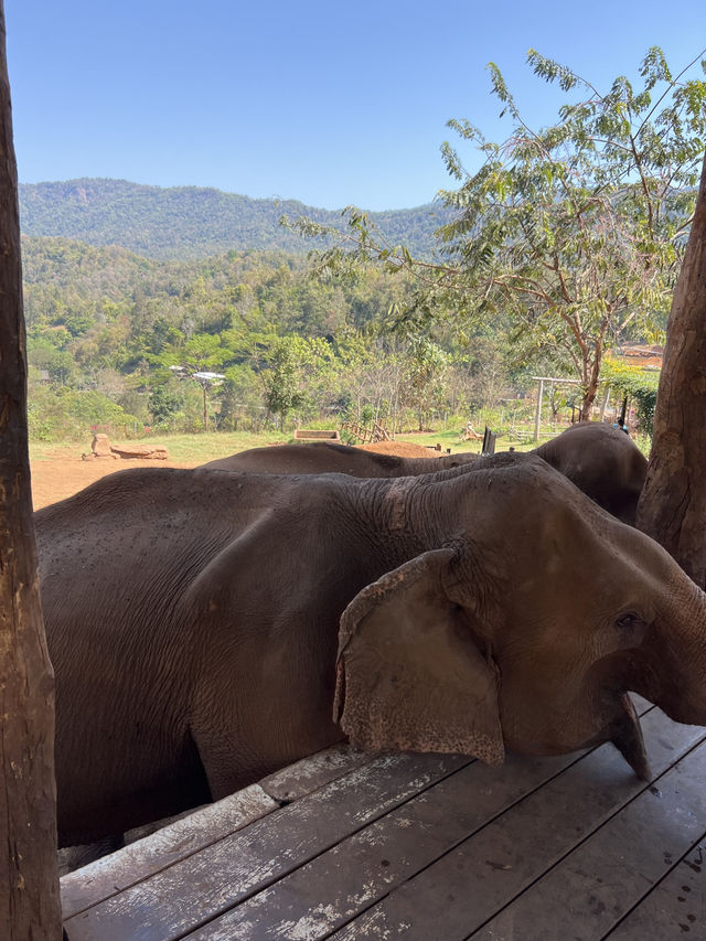 チェンマイ🇹🇭🐘と触れ合えるcafe