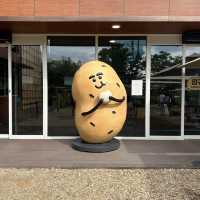 【春川】🇰🇷 ジャガイモ畑