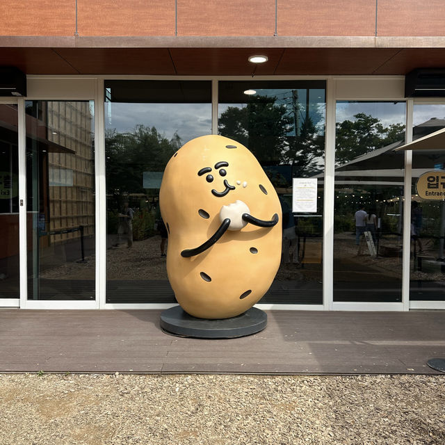 【春川】🇰🇷 ジャガイモ畑