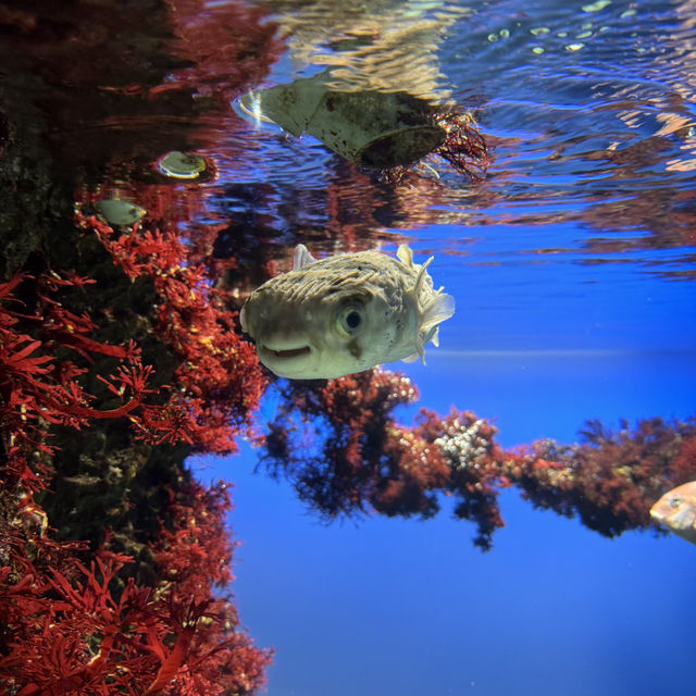 水族館好きな人は絶対に人生で1度は行くべき！色んな動物に出会える鳥羽水族館🥳💖