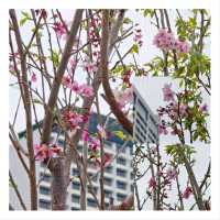 🌸鬧市中的驚喜🌸