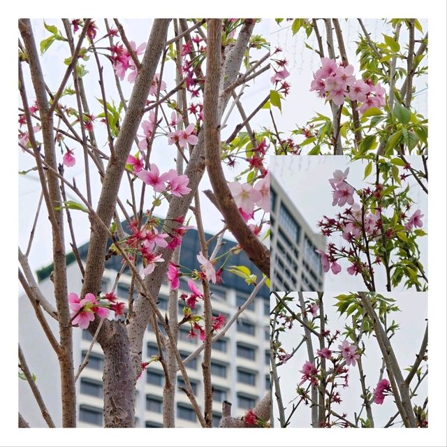 🌸鬧市中的驚喜🌸