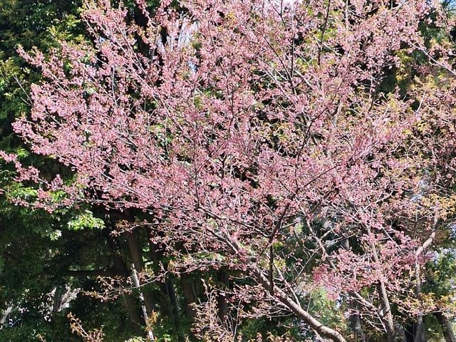 新宿御苑