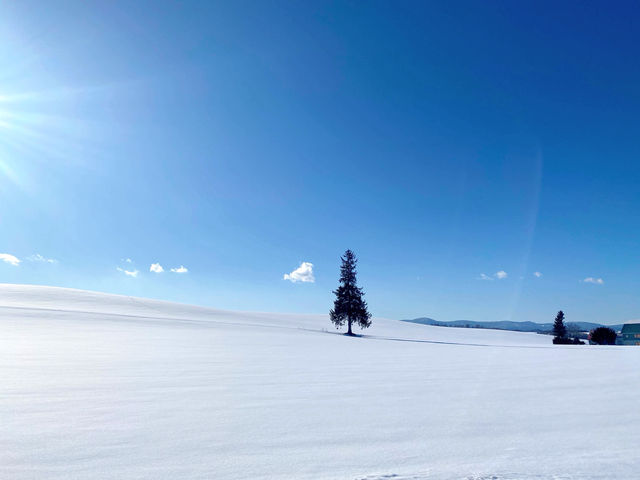 北海道美瑛🌲必追的網紅樹清單