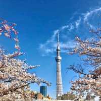 來張櫻花與晴空塔同框美照！隅田川公園賞櫻。
