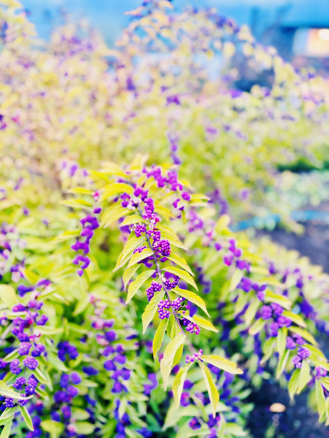 【日本山梨】河口湖大石公園：四季分明的自然美景