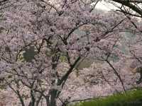 【京都】亀岡盆地を一望する知る人ぞ知る桜の名所「平和台公園」
