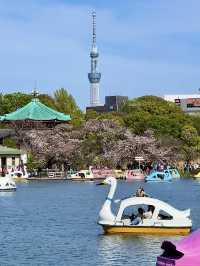 The Ultimate Cherry Blossom Spot! Ueno Park