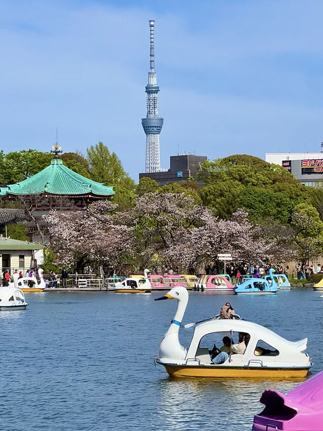 The Ultimate Cherry Blossom Spot! Ueno Park