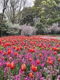 Spring in Shanghai is the BEST!