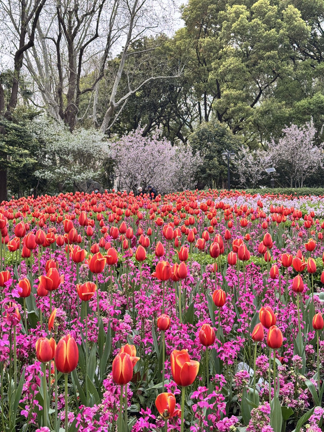 Spring in Shanghai is the BEST!