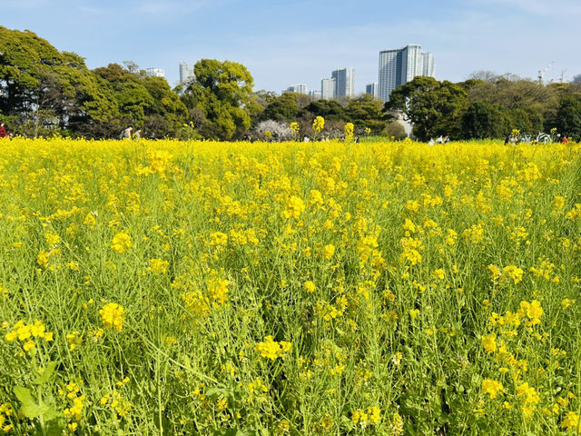 春爛漫！浜離宮から浅草、月島もんじゃまで満喫する桜ルート🌸