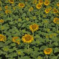 แจกพิกัดไร่ทานตะวัน🌻ลพบุรี