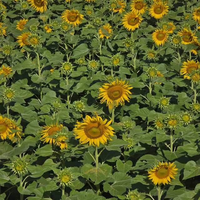 แจกพิกัดไร่ทานตะวัน🌻ลพบุรี