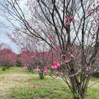 清華大學櫻花林