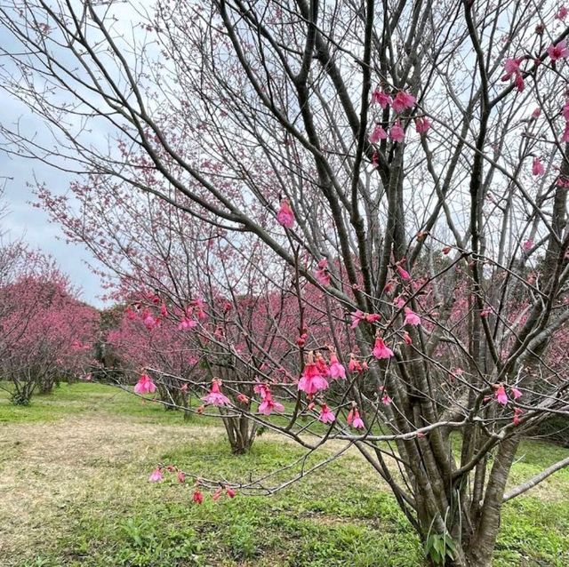 清華大學櫻花林