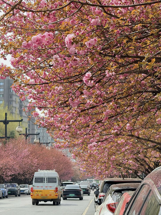 Xi'an Cherry Blossom Avenue – Get Ready for the Blooming Weekend! 🌸🚇