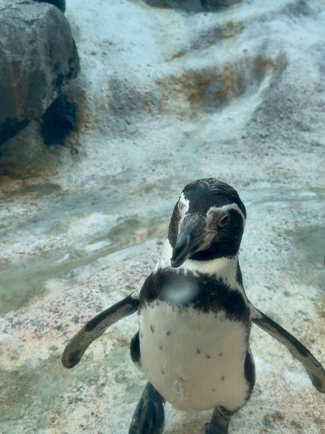 三重｜集合動物明星們 全日本最萌的鳥羽水族館