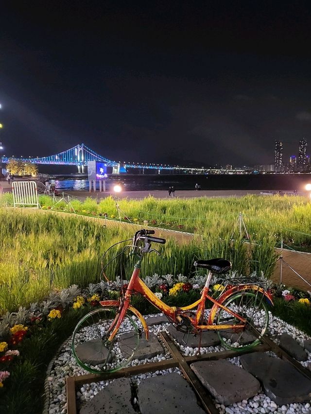 청보리시즌이 시작된 부산 광안리해수욕장