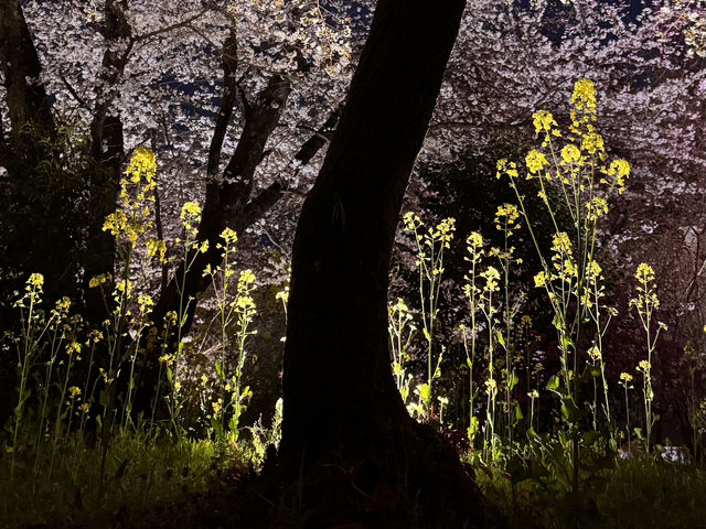【京都】平野神社の夜桜