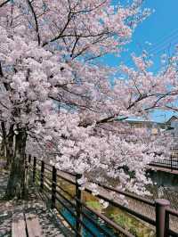 【福岡】川縁から見上げる桜のトンネル🌸