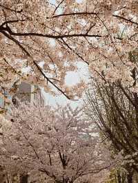 A Sea of Cherry Blossoms: Yeouido Festival's Overwhelming Beauty
