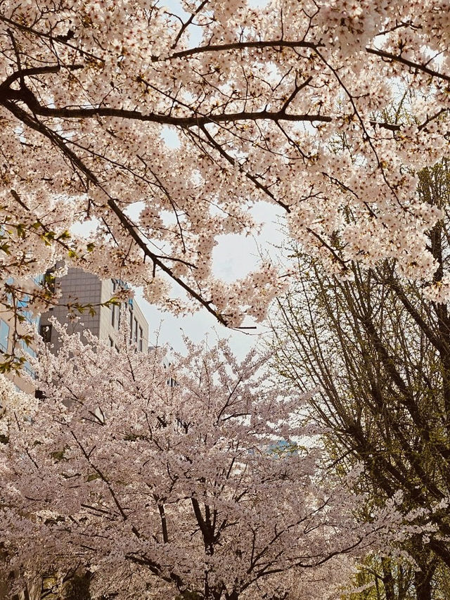 A Sea of Cherry Blossoms: Yeouido Festival's Overwhelming Beauty