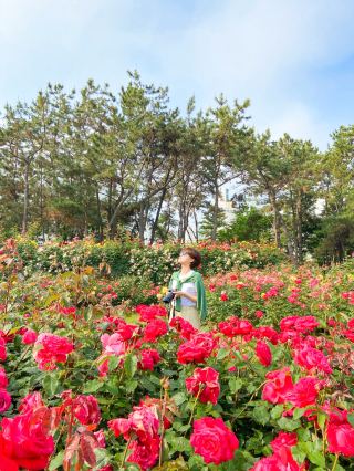 알록달록 싱그러운 장미들이 가득한 부산 화명장미원🌹