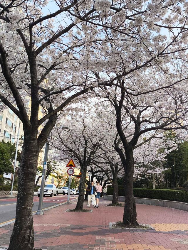 韓國 釜山 海雲台 迎月路賞櫻
